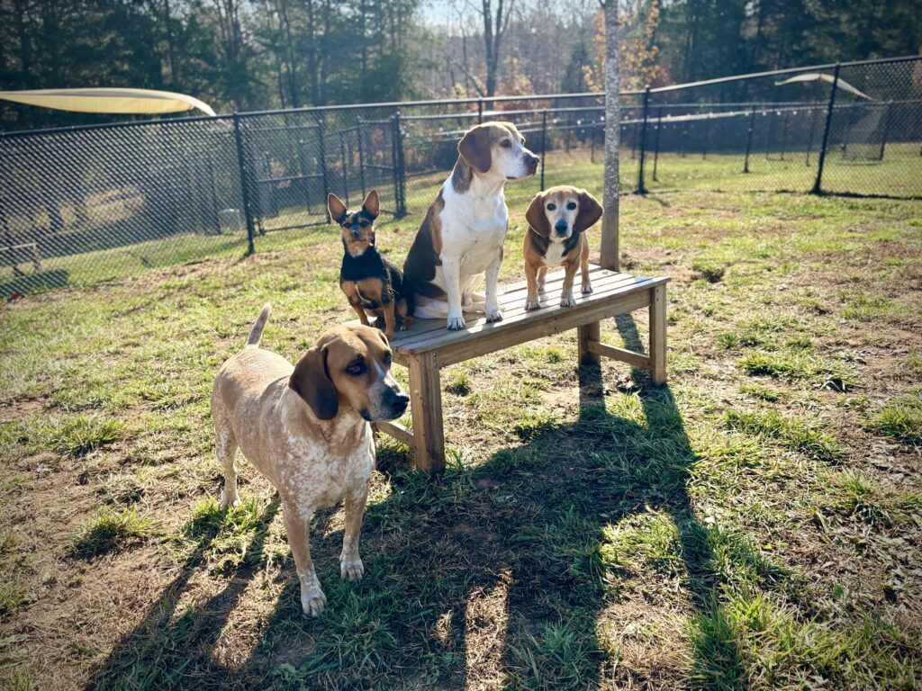 Maddy, Pepper, Tank and Theo #Squadgoals